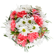 This bouquet, perfectly arranged by skilled hands in the heart of Belmont, captures the lively freshness of the local community with its vivid blend of colour and softness. Dominating the composition are radiant white daisies with their lime-green centers, each blossom opening wide above a quilt of lush, coral-pink carnations whose ruffled edges invite the touch. Interwoven amongst the main flowers are clouds of minuscule white gypsophila, evoking the soft light and hope of an early spring morning on Banstead Road. Dusty eucalyptus leaves and bold emerald greenery anchor the arrangement, infusing the display with natural elegance and subtle fragrance. Tucked between the fuller blooms are whispers of closed alstroemeria buds, streaked with purple and rose, which promise the unfolding of new life-a nod to the ever-changing landscape of Belmont. Each flower is thoughtfully positioned, allowing the bouquet to radiate symmetry and fullness, much like the joyful gatherings that bring Belmont neighbours together. The result is an exuberant yet tranquil arrangement, perfect for sending birthday wishes, marking a milestone, or simply brightening a loved one's day across the community. It is an everyday celebration of local craftsmanship, abundant beauty, and heartfelt connections in Belmont.
