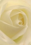 Being drawn so close to the centre of this cream-white rose is like stepping into a cocoon of gentle, velvety petals, each unfurling in elegant spirals that echo the peaceful mornings along Belmont Parade. The soft gradation of ivory and warm cream evokes the feeling of dew-laden gardens near Belmont School, while subtle, curling shadows nestle between the folds, adding both depth and gentle intrigue. A mellow glow bathes the bloom, highlighting the delicate, barely-there translucence of the outermost petals and underscoring the flower's tender beauty. This rose exudes a tranquillity that feels akin to a heartfelt embrace-a perfect tribute for new beginnings, sympathy, or a quiet moment of gratitude. The suggestion of a sweet, faint fragrance lingers, as if freshly picked by loving hands for a milestone remembered here in Belmont. In every curve and shade, the artistry and care of a devoted local florist are evident, turning this simple yet exquisite bloom into a powerful symbol of admiration and reverence for life's most cherished milestones.